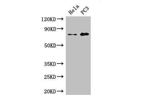 STRBP 抗体  (AA 201-500)