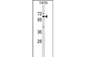 ZN Antibody (Center) (ABIN1537948 and ABIN2849452) western blot analysis in T47D cell line lysates (35 μg/lane). (ZNF554 抗体  (AA 172-198))