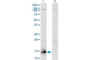 Western Blot analysis of CHURC1 expression in transfected 293T cell line by CHURC1 monoclonal antibody (M01), clone 2F9. (CHURC1 抗体  (AA 1-112))