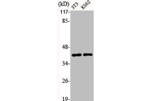 Western Blot analysis of NIH-3T3 K562 cells using Aldolase A Polyclonal Antibody (ALDOA 抗体  (N-Term))
