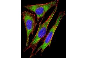 Immunofluorescent analysis of 4 % paraformaldehyde-fixed, 0. (RPS10 抗体  (AA 96-129))