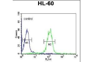 GZMB Antibody (C-term) (ABIN390496 and ABIN2840855) flow cytometric analysis of HL-60 cells (right histogram) compared to a negative control cell (left histogram). (GZMB 抗体  (C-Term))