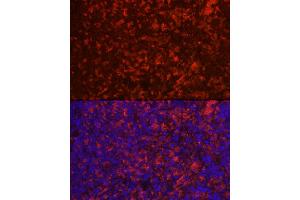 Immunofluorescence analysis of rat spleen using CD4 Rabbit pAb (ABIN6134777, ABIN6138187, ABIN6138189 and ABIN6213821) at dilution of 1:100 (40x lens). (CD4 抗体  (AA 300-400))