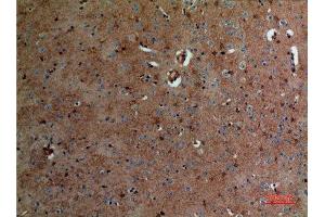Immunohistochemistry (IHC) analysis of paraffin-embedded Mouse Brain, antibody was diluted at 1:100. (ALDOC 抗体  (N-Term))