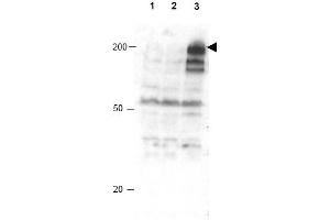 Image no. 1 for anti-Anaphase Promoting Complex Subunit 1 (ANAPC1) (AA 351-359), (pSer355) antibody (ABIN401294) (APC1 抗体  (pSer355))