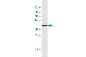 Western Blot detection against Immunogen (35.