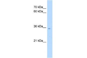 WB Suggested Anti-POU6F1 Antibody Titration:  0. (POU6F1 抗体  (N-Term))