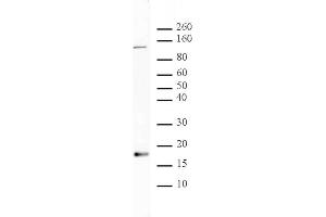 Histone H3 acetyl Lys56 antibody tested by Western blot. (Histone 3 抗体  (H3K56ac))