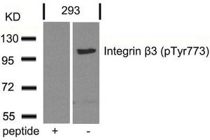 Western blot analysis of extracts from 293 cells using Integrin b3(Phospho-Tyr773) Antibody and the same antibody preincubated with blocking peptide. (Integrin beta 3 抗体  (pTyr773))