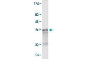Western Blot detection against Immunogen (50. (WISP2 抗体  (AA 24-250))