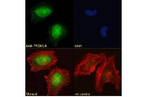ABIN625828 Immunofluorescence analysis of paraformaldehyde fixed HeLa cells, permeabilized with 0. (PRDM14 抗体  (AA 414-427))