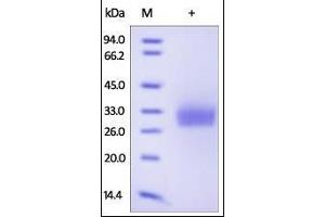 CD40 (CD40) (AA 21-193) (Active) protein (His tag)