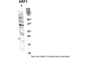 Sample Type: 1. (ARF1 抗体  (Middle Region))