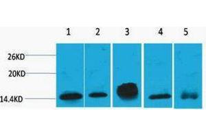 Western Blotting (WB) image for anti-Histone H2B antibody (ABIN3181232) (Histone H2B 抗体)