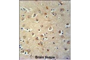 MEIS2 Antibody (Center ) (ABIN651709 and ABIN2840369) immunohistochemistry analysis in formalin fixed and paraffin embedded human brain tissue followed by peroxidase conjugation of the secondary antibody and DAB staining. (MEIS2 抗体  (AA 254-280))