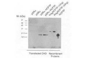 CHO cells were transfected with either Vector (pSRa) or expression vector driving expression of HCPTPA (pSRa-LMWPTP), and harvested in Triton X-100 lysis buffer at 72 h after transfection. (ACP1 抗体)