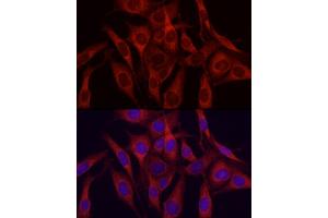 Immunofluorescence analysis of NIH/3T3 cells using VEGFA Rabbit pAb (ABIN6133961, ABIN6150085, ABIN6150087 and ABIN6213765) at dilution of 1:150 (40x lens).