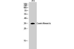 Western Blotting (WB) image for anti-Casein Kinase 1, alpha 1 (CSNK1A1) (Ser2808) antibody (ABIN3174174) (CSNK1A1 抗体  (Ser2808))