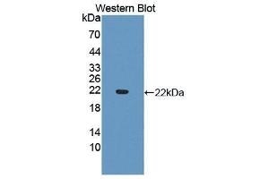 Western Blotting (WB) image for anti-Cytochrome P450, Family 3, Subfamily A, Polypeptide 4 (CYP3A4) (AA 344-497) antibody (ABIN1867496) (CYP3A4 抗体  (AA 344-497))