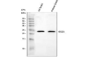 Western blot analysis of Rab3A using anti-Rab3A antibody (ABIN3043559).