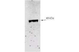 Western blot analysis using  Immunochemical's Affinity Purified anti-Neu2 antibody to detect recombinant His tagged Neu-2 (1. (NEU1 抗体  (Internal Region))