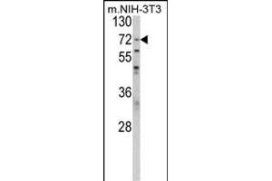 Western blot analysis of BPC1 Antibody (Center) (ABIN389462 and ABIN2839528) in NIH-3T3 cell line lysates (35 μg/lane). (PABP 抗体  (AA 250-279))