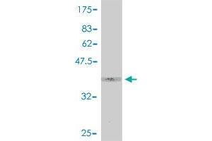 Western Blot detection against Immunogen (39. (HIST1H2BK 抗体  (AA 1-126))