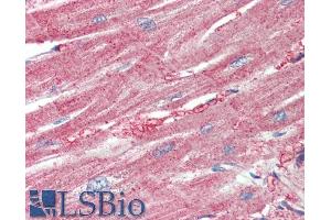ABIN5539619 (5µg/ml) staining of paraffin embedded Human Heart.