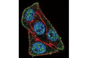 Immunofluorescence (IF) image for anti-Paired Box 6 (PAX6) (AA 352-380) antibody (ABIN652261)