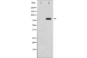 Western blot analysis of Synapsin expression in PMA treated 293 whole cell lysates,The lane on the left is treated with the antigen-specific peptide. (SYN1 抗体  (N-Term))