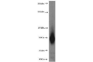 Western Blotting (WB) image for anti-Hepatic and Glial Cell Adhesion Molecule (HEPACAM) antibody (ABIN2932707) (HEPACAM 抗体)