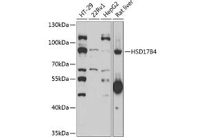 Western blot analysis of extracts of various cell lines, using HSD17B4 antibody (ABIN6131396, ABIN6142010, ABIN6142011 and ABIN6221780) at 1:1000 dilution.
