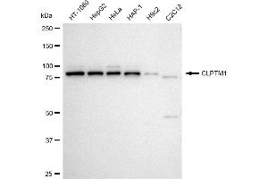 Western blotting analysis using CLPTM1 antibody (ABIN7798098). (Recombinant CLPTM1 抗体)