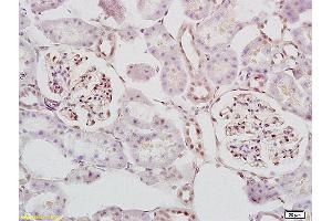 Formalin-fixed and paraffin embedded mouse embryo tissue labeled with Anti STK3/MST3 Polyclonal Antibody, Unconjugated (ABIN872978) at 1:200 followed by conjugation to the secondary antibody and DAB staining (STK3,STK4 (AA 101-200) 抗体)