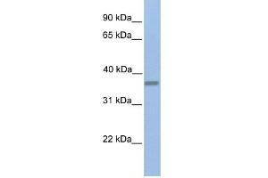 EMID1 antibody used at 1 ug/ml to detect target protein. (EMID1 抗体  (C-Term))