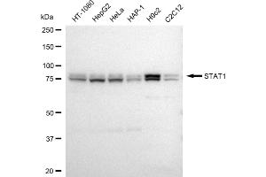 Western blotting analysis using STAT1 antibody (ABIN7800337). (Recombinant STAT1 抗体)