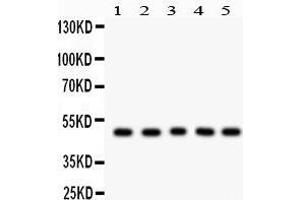Anti- Cyclin A2 Picoband antibody, Western blotting All lanes: Anti Cyclin A2  at 0. (Cyclin A 抗体  (AA 10-168))