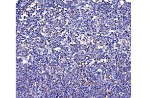 IHC analysis of FKBP135/FKBP15 using anti-FKBP135/FKBP15 antibody (ABIN7600397). (FKBP15 抗体  (AA 19-1210))