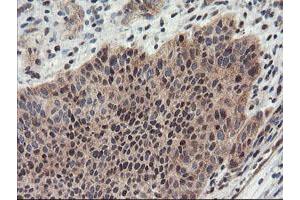 Image no. 1 for anti-Proteasome Subunit alpha 4 (PSMA4) antibody (ABIN1500457) (PSMA4 抗体)