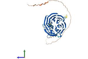 AlphaFold protein structure predicition of Mouse Recombinant Rrp9 Protein, UniprotID Q91WM3