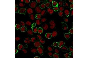 Immunofluorescence Analysis of K562 cells labeling CD43 with CD43 Monoclonal Antibody (Bra7G) followed by Goat anti-Mouse IgG-CF488 (Green). (CD43 抗体)