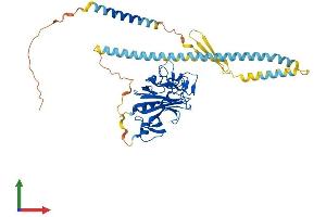 AlphaFold protein structure predicition of Mouse Recombinant Fibcd1 Protein, UniprotID A2AV25