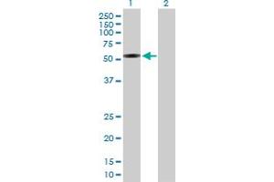 Western Blot analysis of IFRD1 expression in transfected 293T cell line by IFRD1 MaxPab polyclonal antibody. (IFRD1 抗体  (AA 1-451))