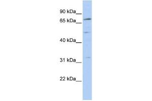 Western Blotting (WB) image for anti-Nuclear Receptor Subfamily 6, Group A, Member 1 (NR6A1) (N-Term) antibody (ABIN2779718)