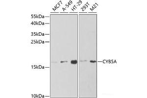 Western blot analysis of extracts of various cell lines using CYB5A Polyclonal Antibody at dilution of 1:1000. (CYB5A 抗体)