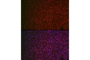 Immunofluorescence analysis of mouse liver cells using NR5 Rabbit pAb (ABIN6127421, ABIN6144833, ABIN6144835 and ABIN6221444) at dilution of 1:100 (40x lens). (NR5A2 + LRH1 抗体  (AA 206-495))