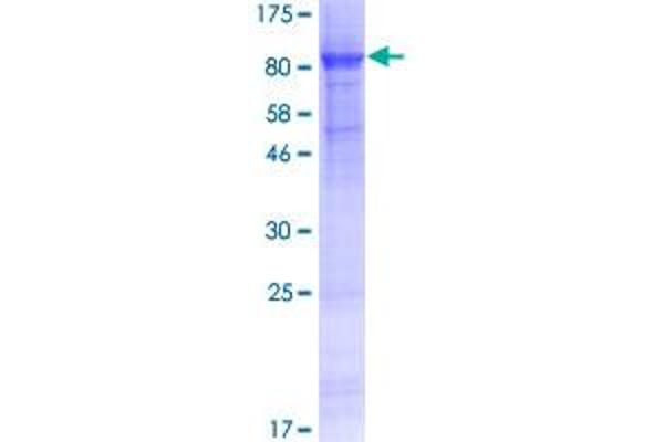 GJA8 Protein (AA 1-433) (GST tag)