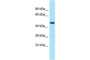 Host: Rabbit Target Name: APOL3 Sample Type: RPMI-8226 Whole Cell lysates Antibody Dilution: 1. (APOL3 抗体  (N-Term))
