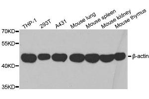 Western blot analysis of extracts of various cell lines, using β-actin antibody. (beta Actin 抗体  (AA 1-375))