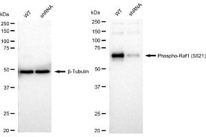 Western blotting analysis using Phospho-Raf1 (S621) antibody (ABIN7800799). (Recombinant RAF1 抗体  (pSer621))